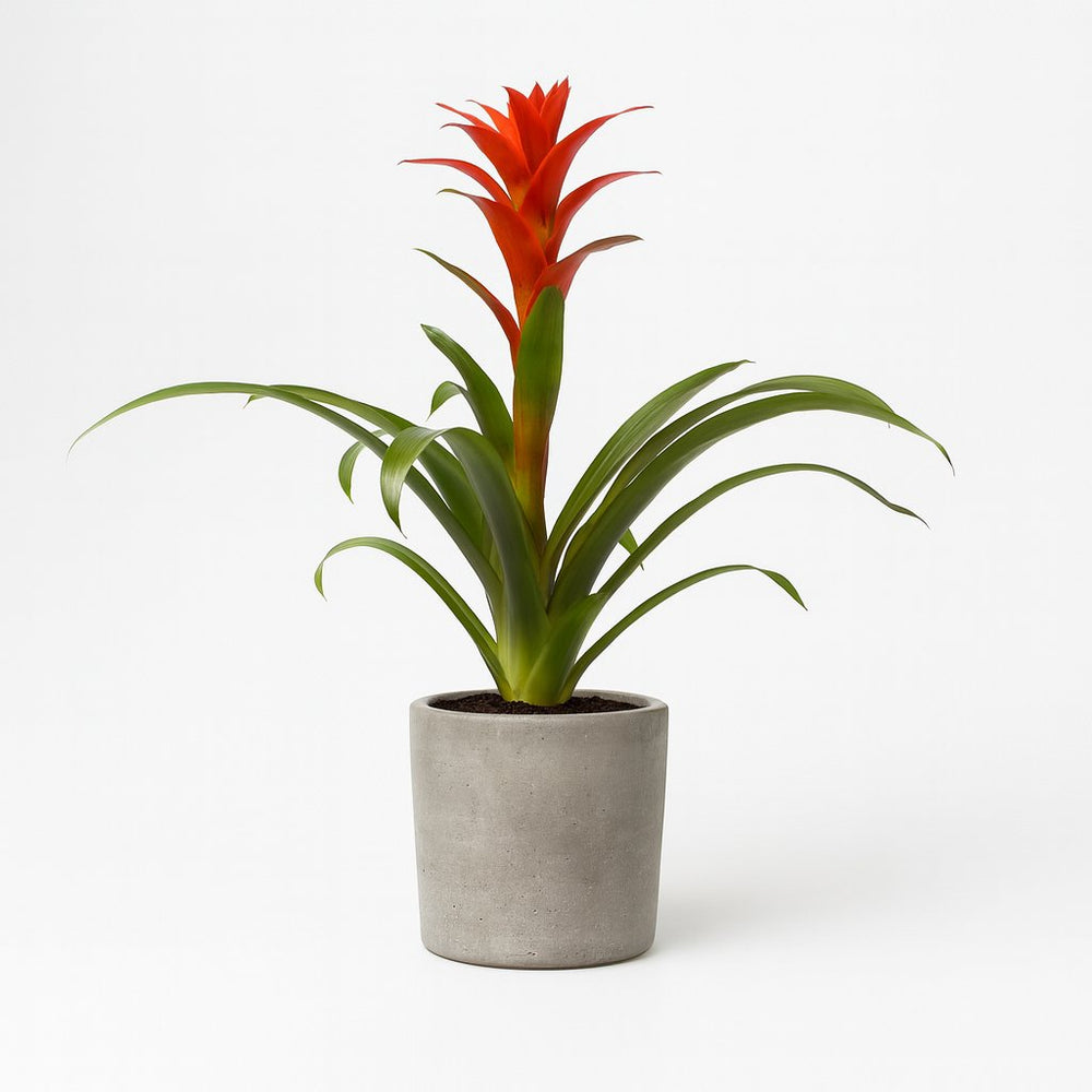 Guzmania Ostara 45cm im 12cm Topf