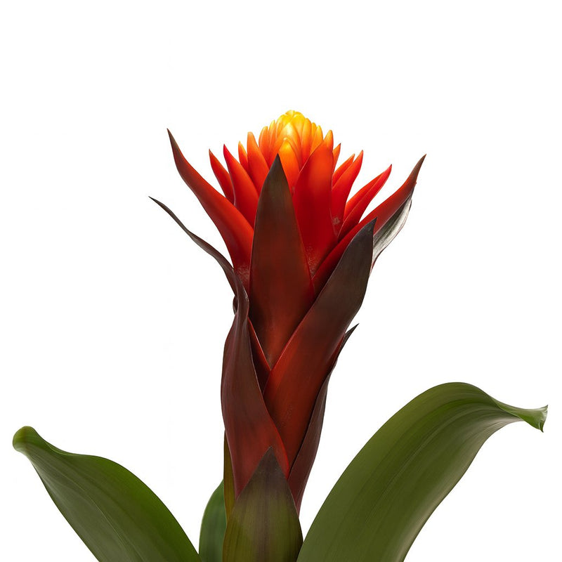 Guzmania Happiness Detail