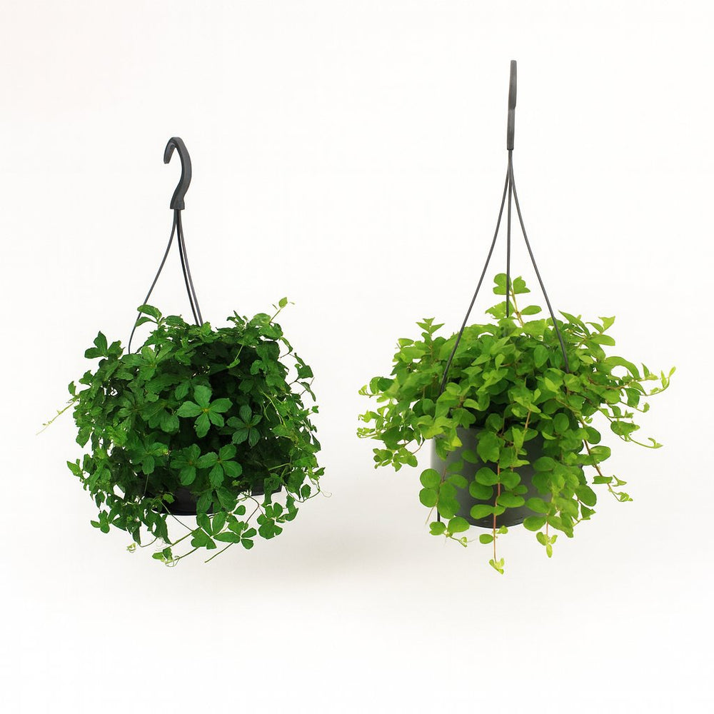 Hängepflanzen-Duo - 2 Stück - 25cm in einem modernen Studio mit modernem Topf
