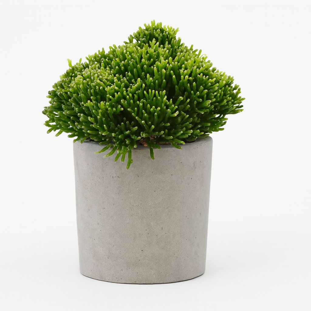 Hatiora Salicornioides - 22cm in einem modernen Studio mit modernem Topf