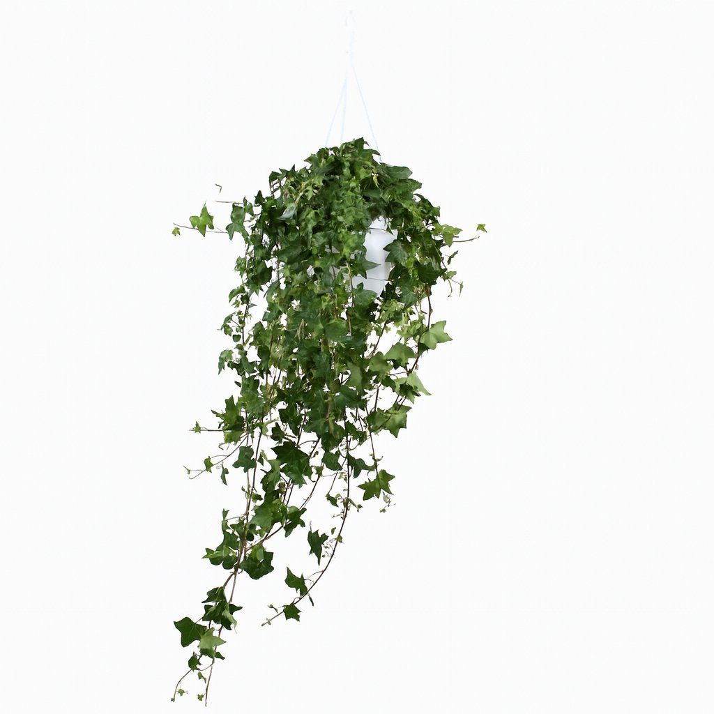 Hedera Helix Pitsburg - Ø17cm