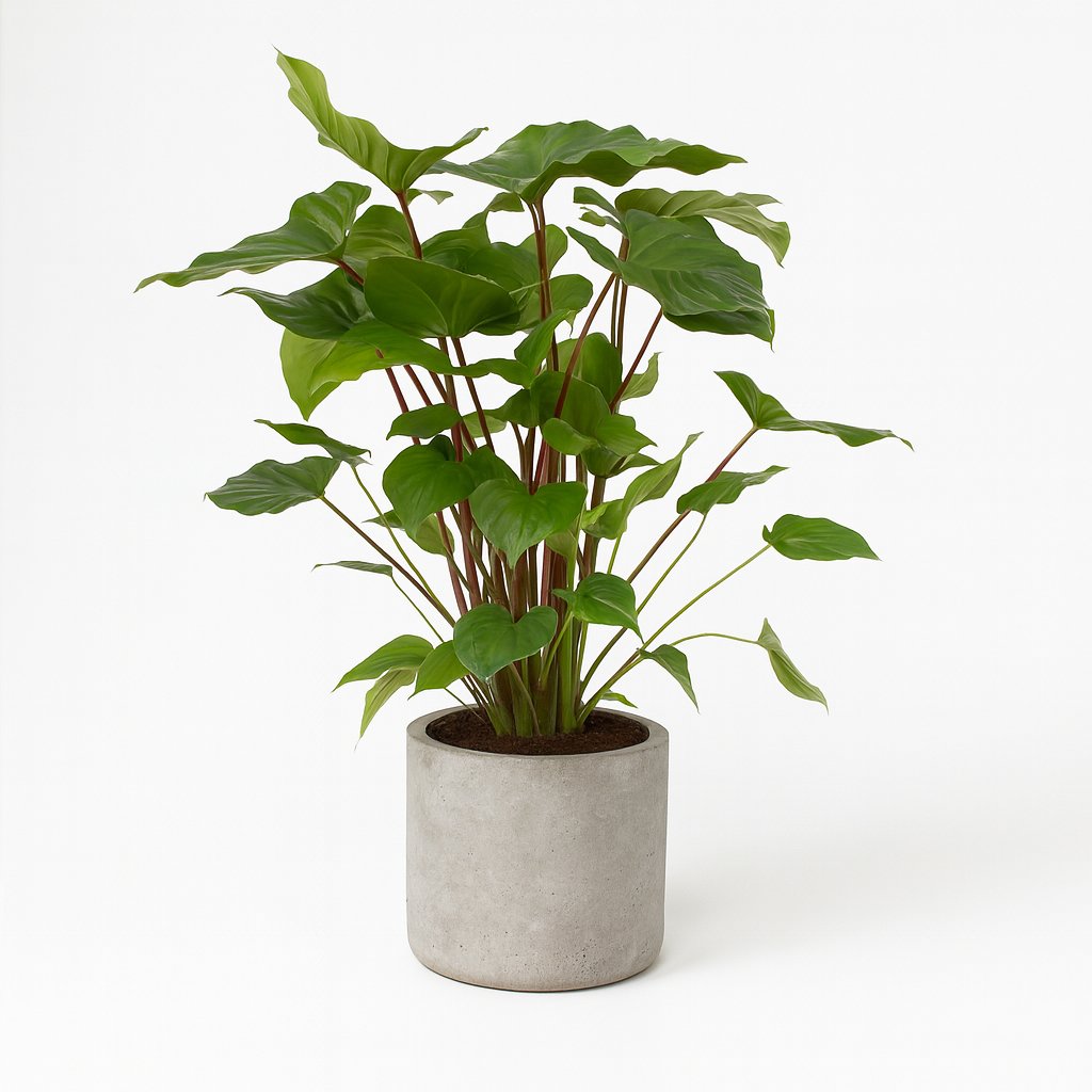 Homalomena Rubescens Maggy - 90cm in einem modernen Studio mit modernem Topf