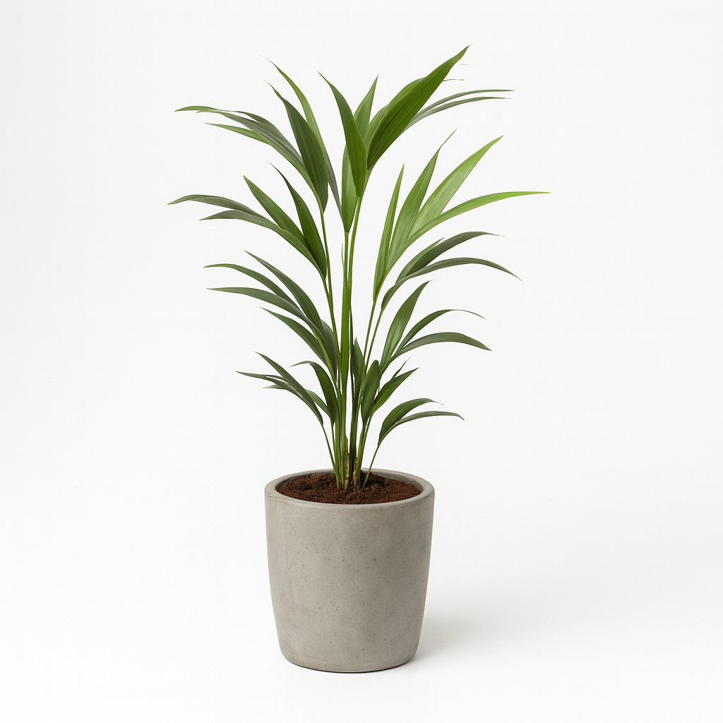 Howea Forsteriana - 100cm in einem modernen Studio mit modernem Topf