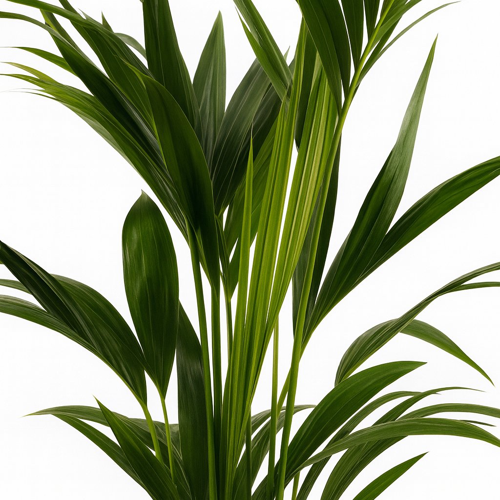 Howea Forsteriana - 100cm