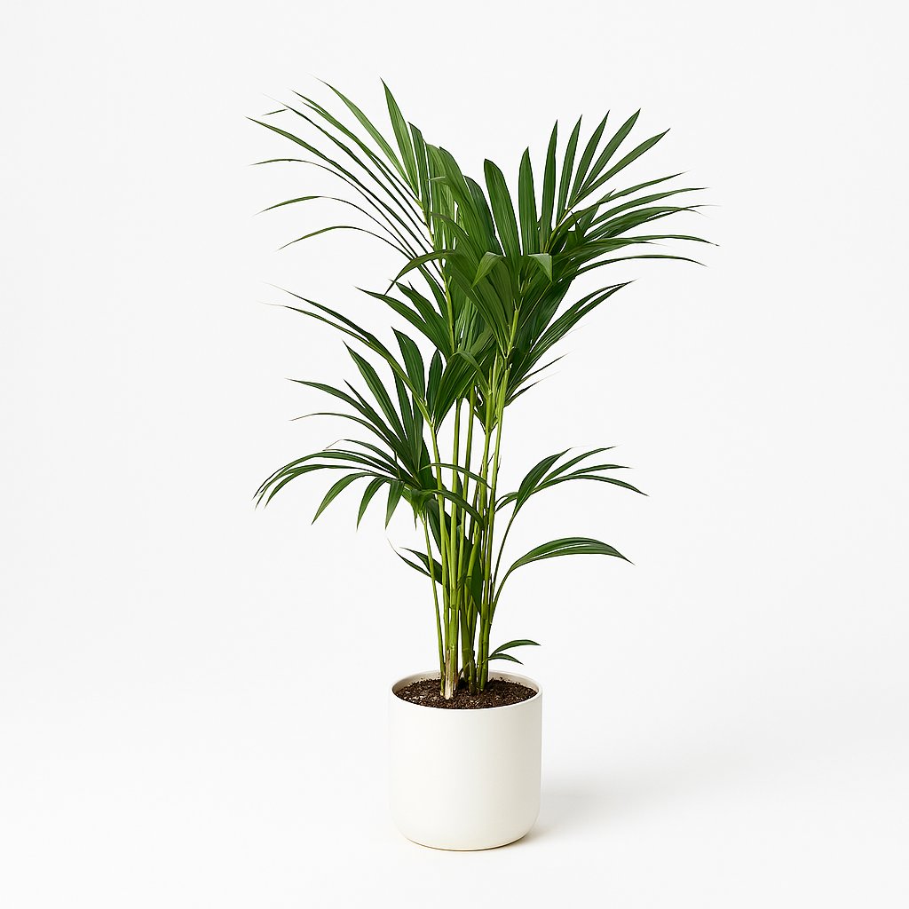 Howea Forsteriana - 120cm in einem modernen Studio mit modernem Topf