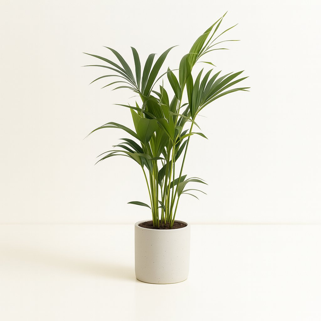 Howea Forsteriana - 75cm in einem modernen Studio mit modernem Topf