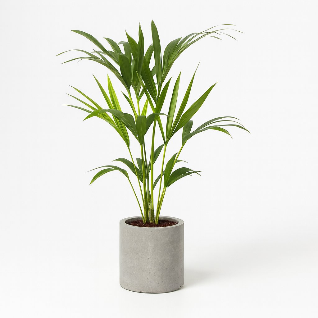 Howea Forsteriana - 80cm in einem modernen Studio mit modernem Topf