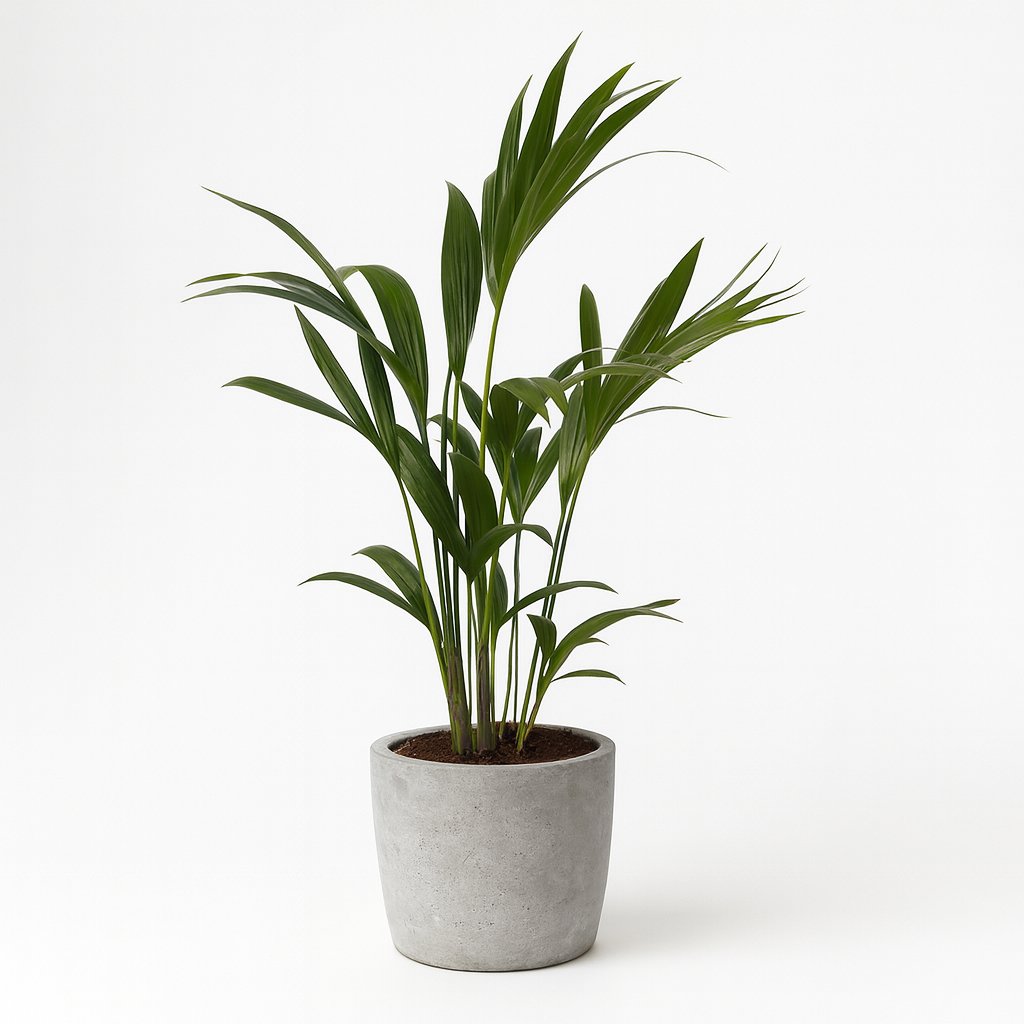 Howea Forsteriana - 90cm in einem modernen Studio mit modernem Topf