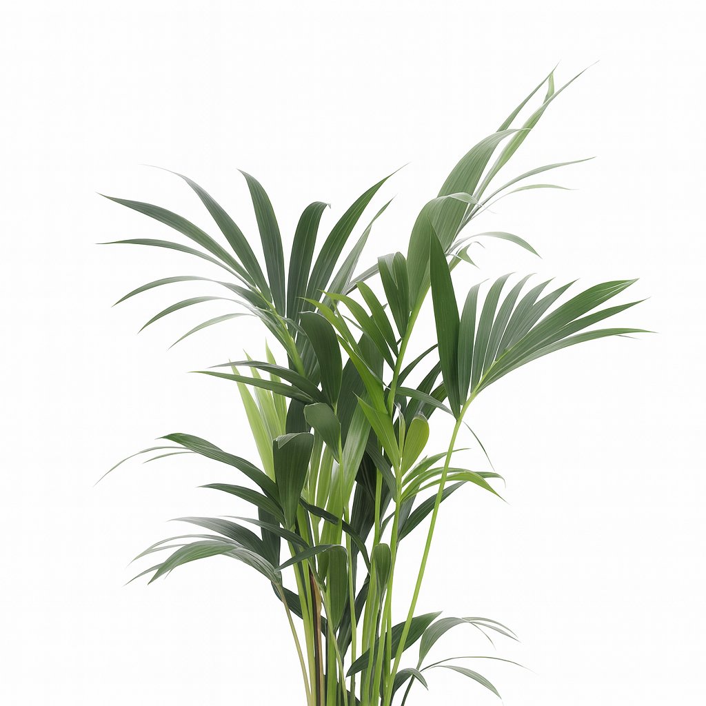 Howea Forsteriana - 75cm