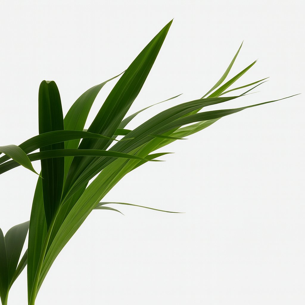 Howea Forsteriana - 90cm