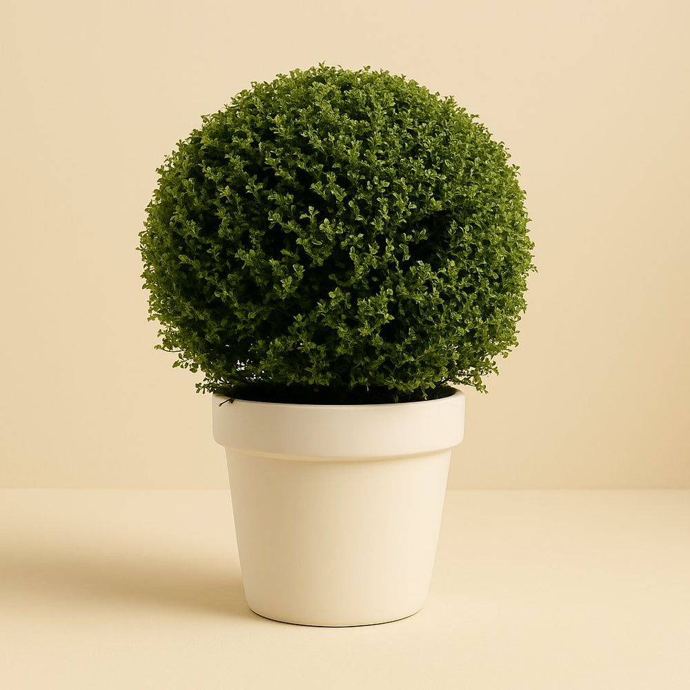 Ilex Crenata Ball 70cm im 50cm Topf