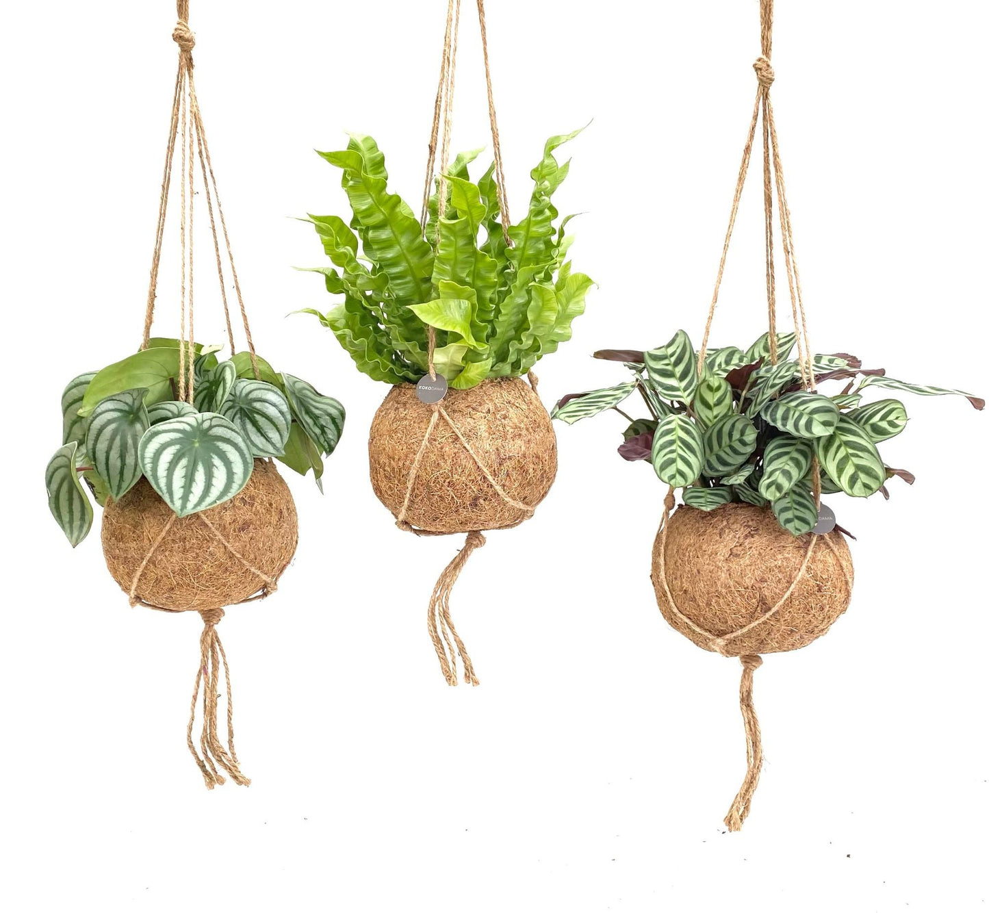 Kokodama Jungle Mix - 3 Stück - 28cm