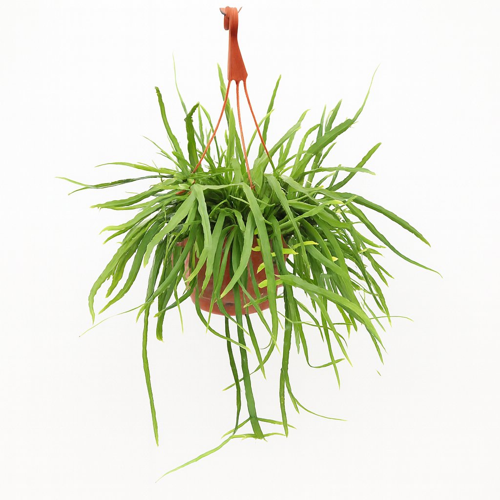 Lepismium Bolivianum - 55cm in einem modernen Studio mit modernem Topf