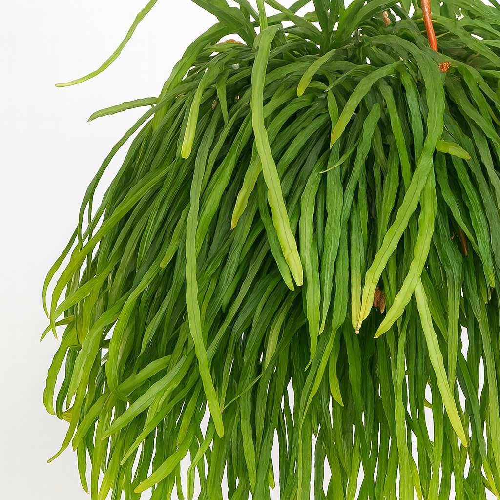 Lepismium Bolivianum - 25cm