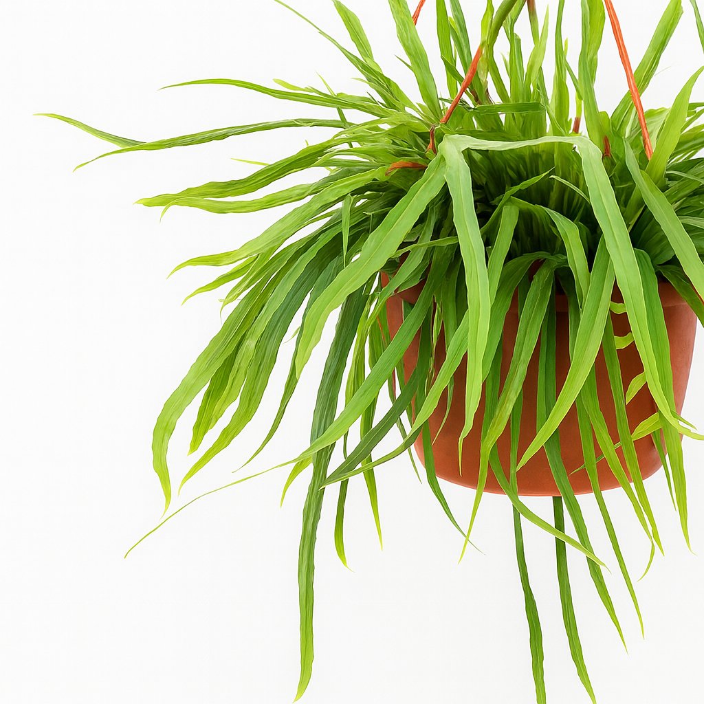 Lepismium Bolivianum - 55cm