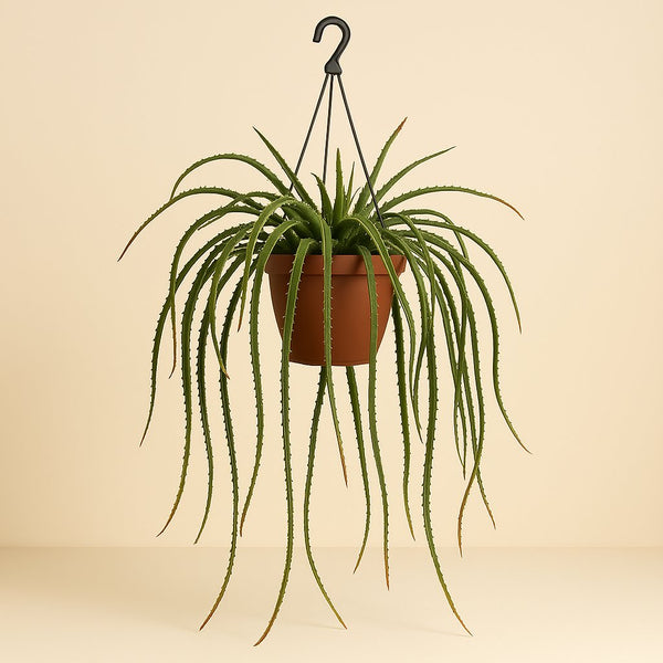 Lepismium Cruciforme Rojo 70cm im 25cm Topf