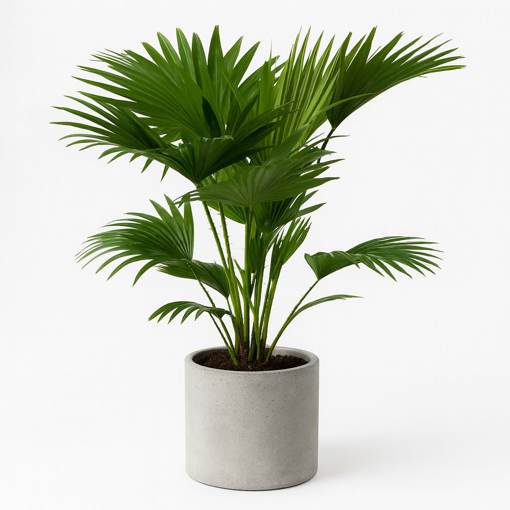 Livistona Rotundifolia - 70cm in einem modernen Studio mit modernem Topf