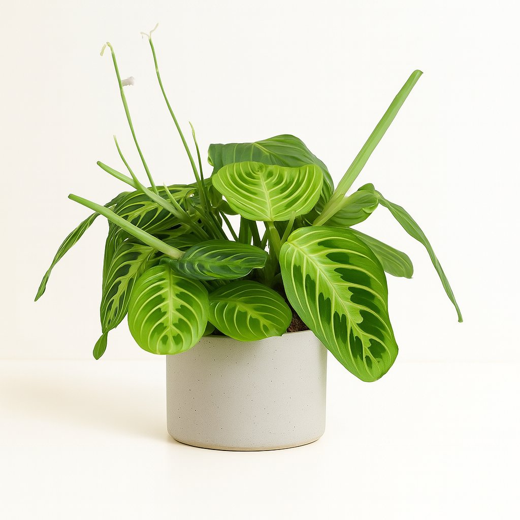 Maranta Leuconeura Fascinator Lemon Lime - 30cm in einem modernen Studio mit modernem Topf