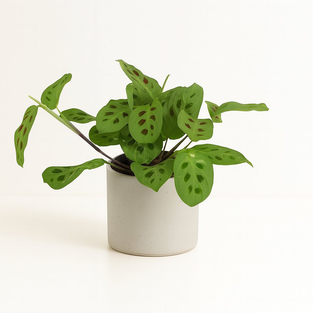 Maranta Leuconeura Fascinator Variegata - 30cm in einem modernen Studio mit modernem Topf