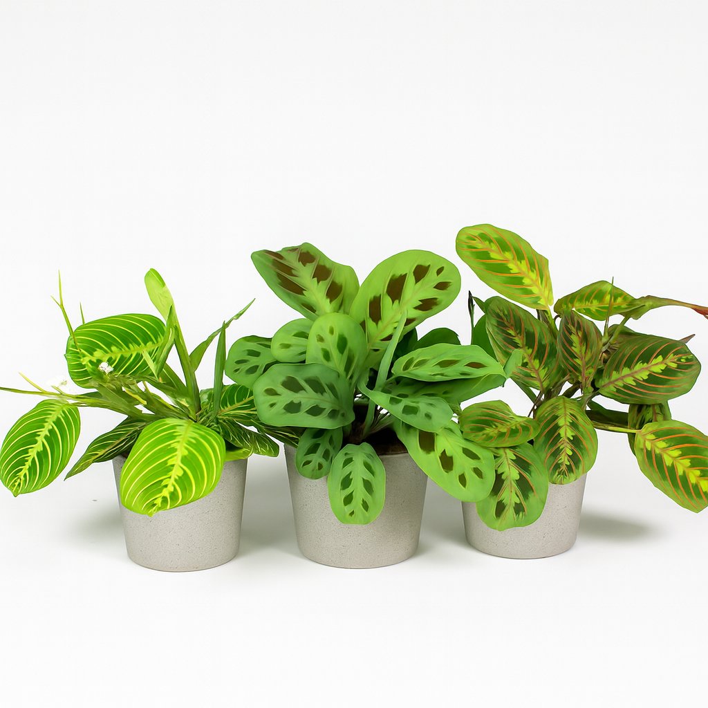 Maranta Leuconeura 'Fascinator' - 3 Sorten in einem modernen Studio mit modernem Topf