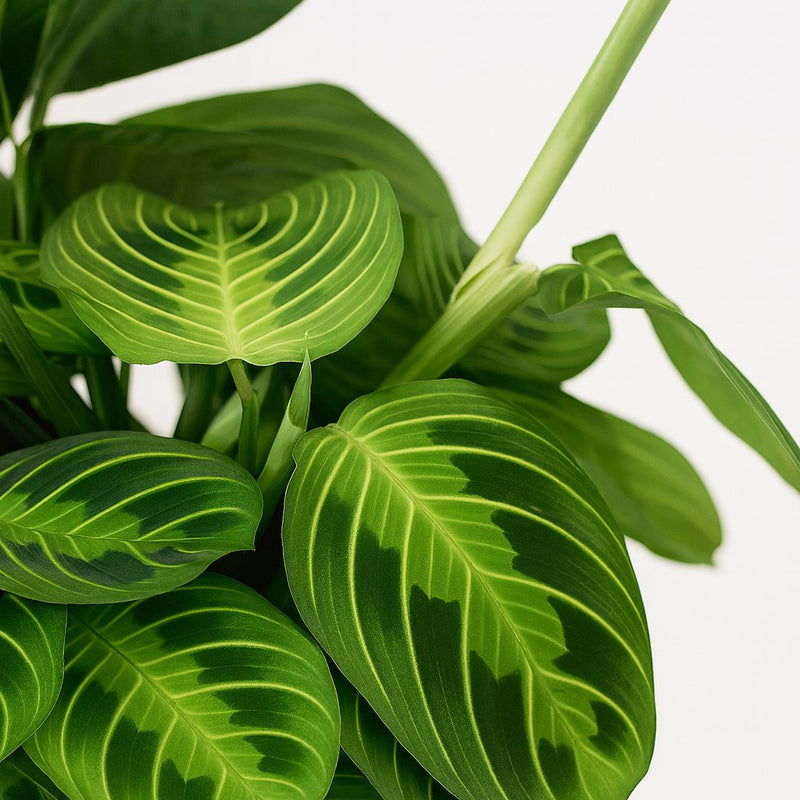 Maranta Leuconeura Fascinator Lemon Lime - 30cm Detail
