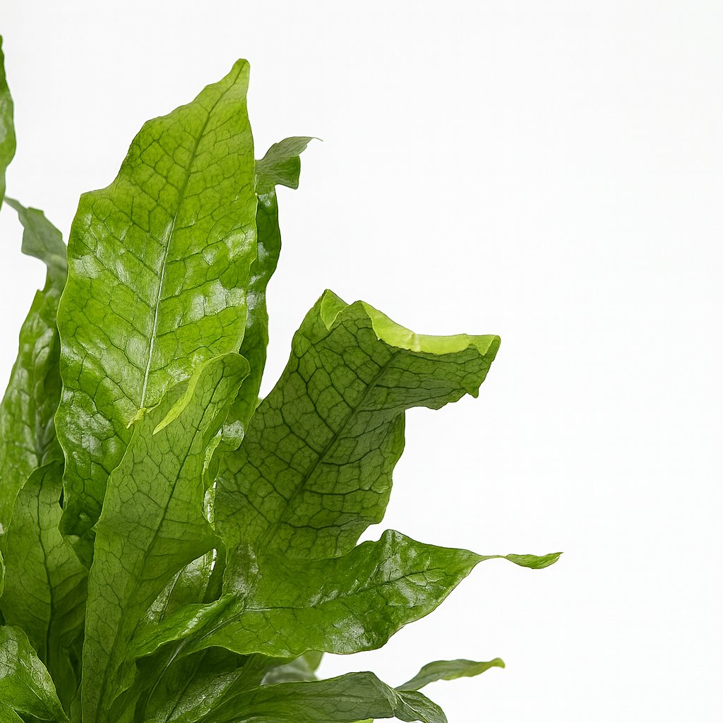 Microsorum Crocodyllus - 30cm