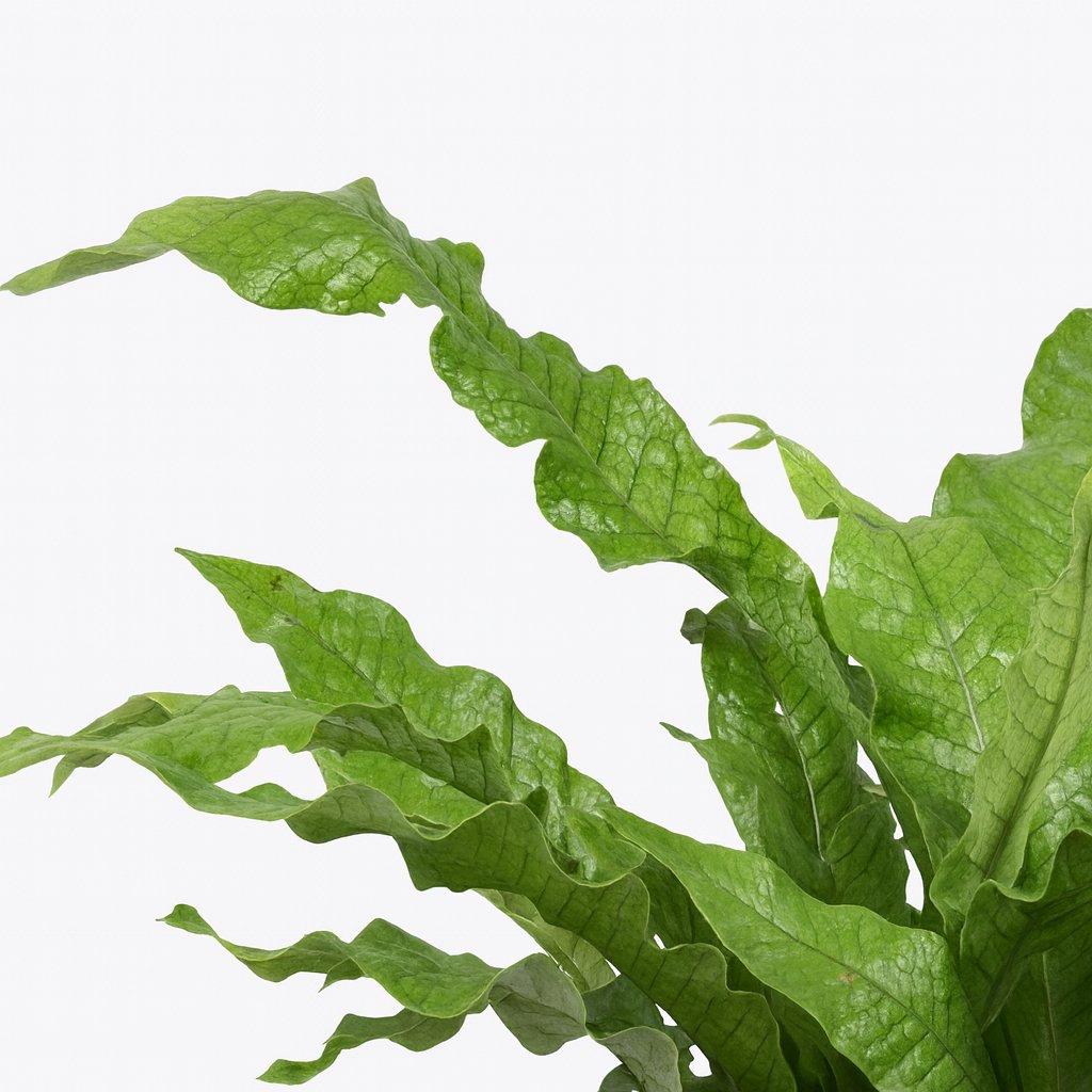 Microsorum Diversifolium - 45cm