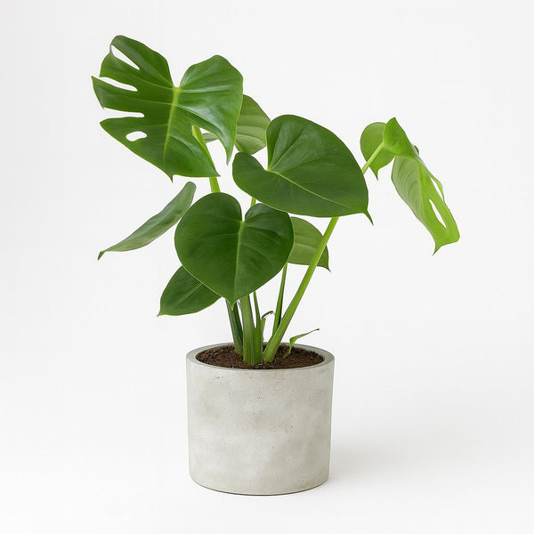 Monstera Deliciosa - 55cm