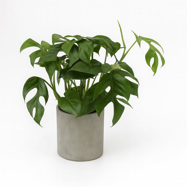 Monstera Minima - 30cm