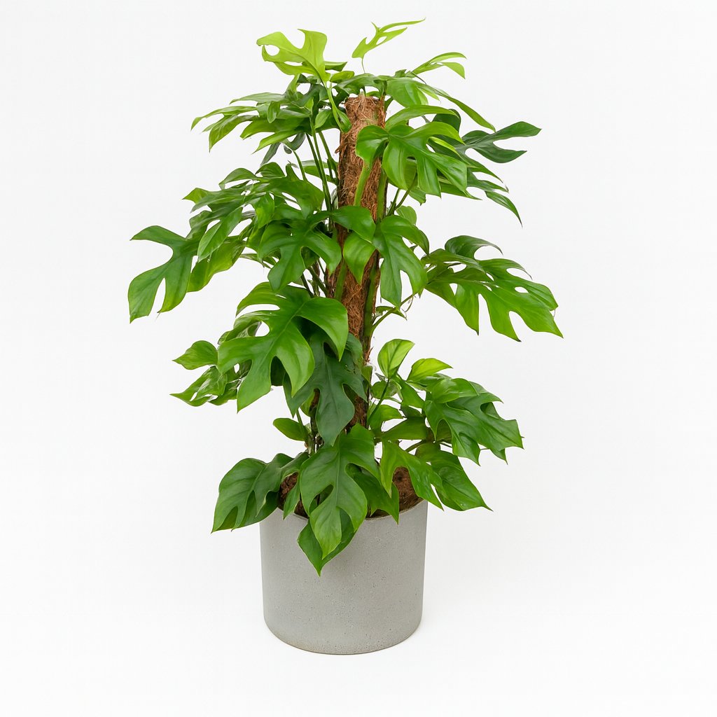 Monstera Minima - 80cm in einem modernen Studio mit modernem Topf