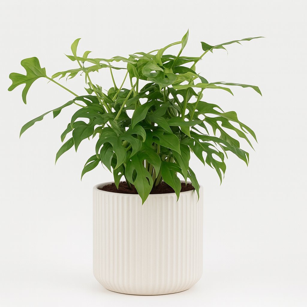 Monstera Monkey - 30cm