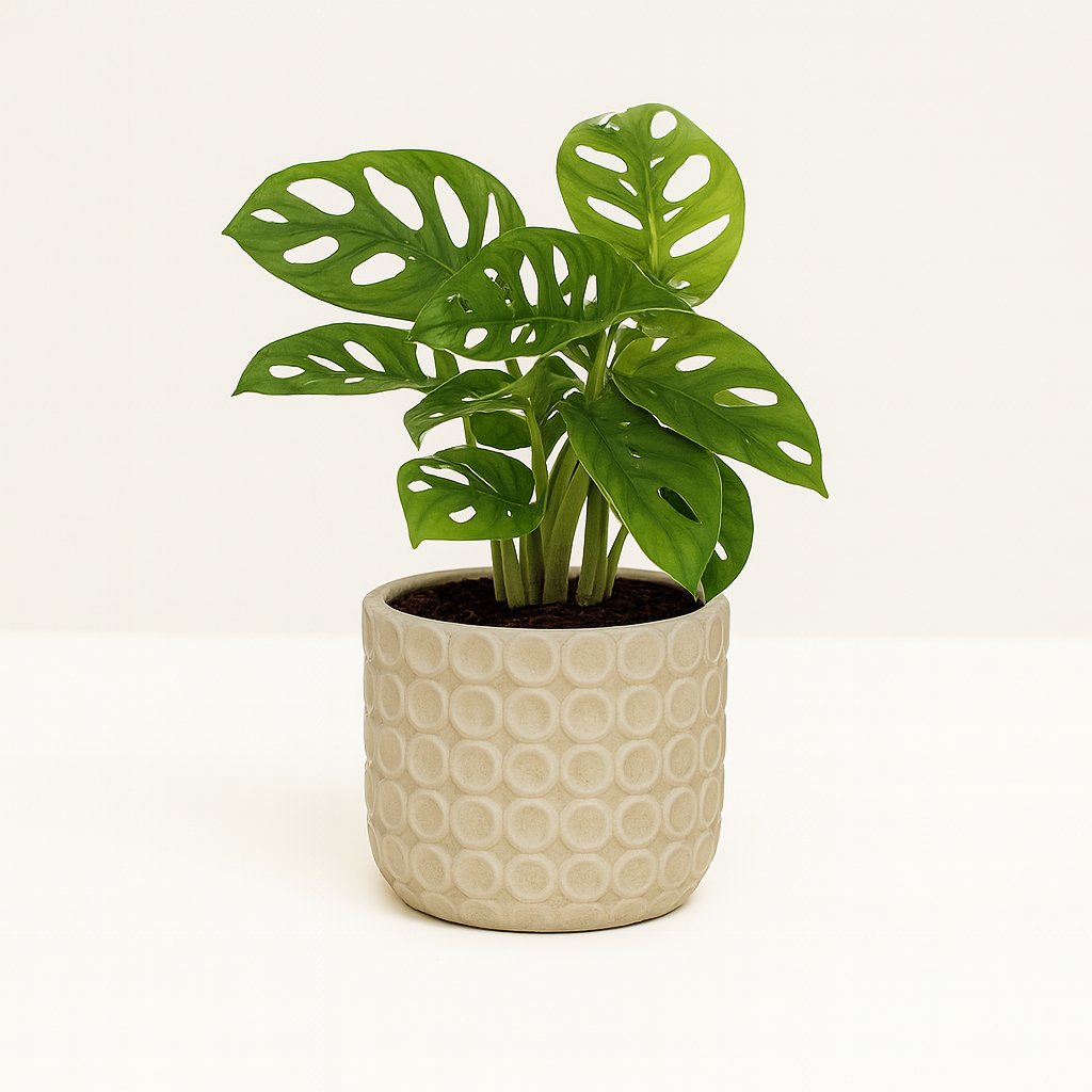 Monstera Monkey Leaf - 30cm