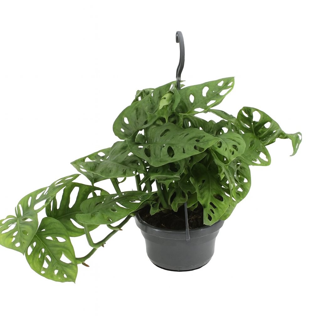 Monstera Monkey - 30cm in einem modernen Studio mit modernem Topf