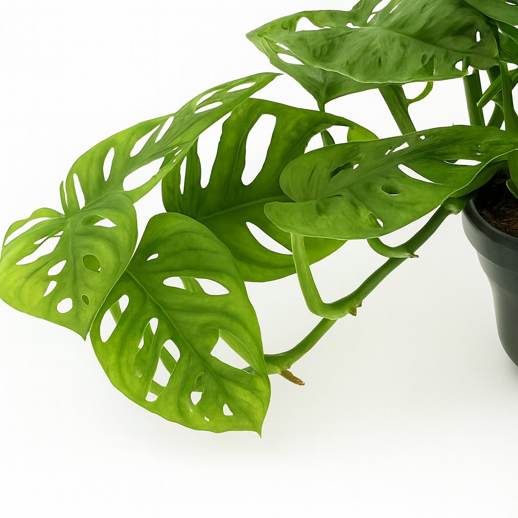 Monstera Monkey - 30cm