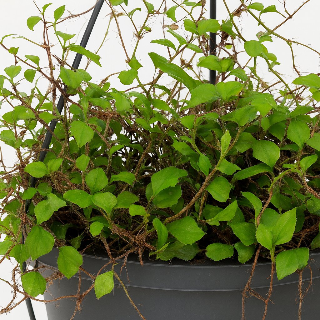 Muehlenbeckia Maori - 20cm