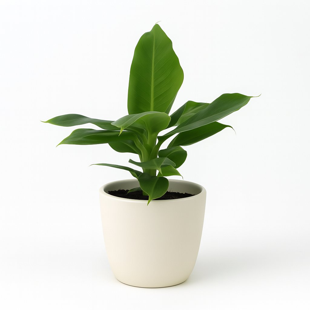 Musa Oriental Dwarf - 25cm in einem modernen Studio mit modernem Topf