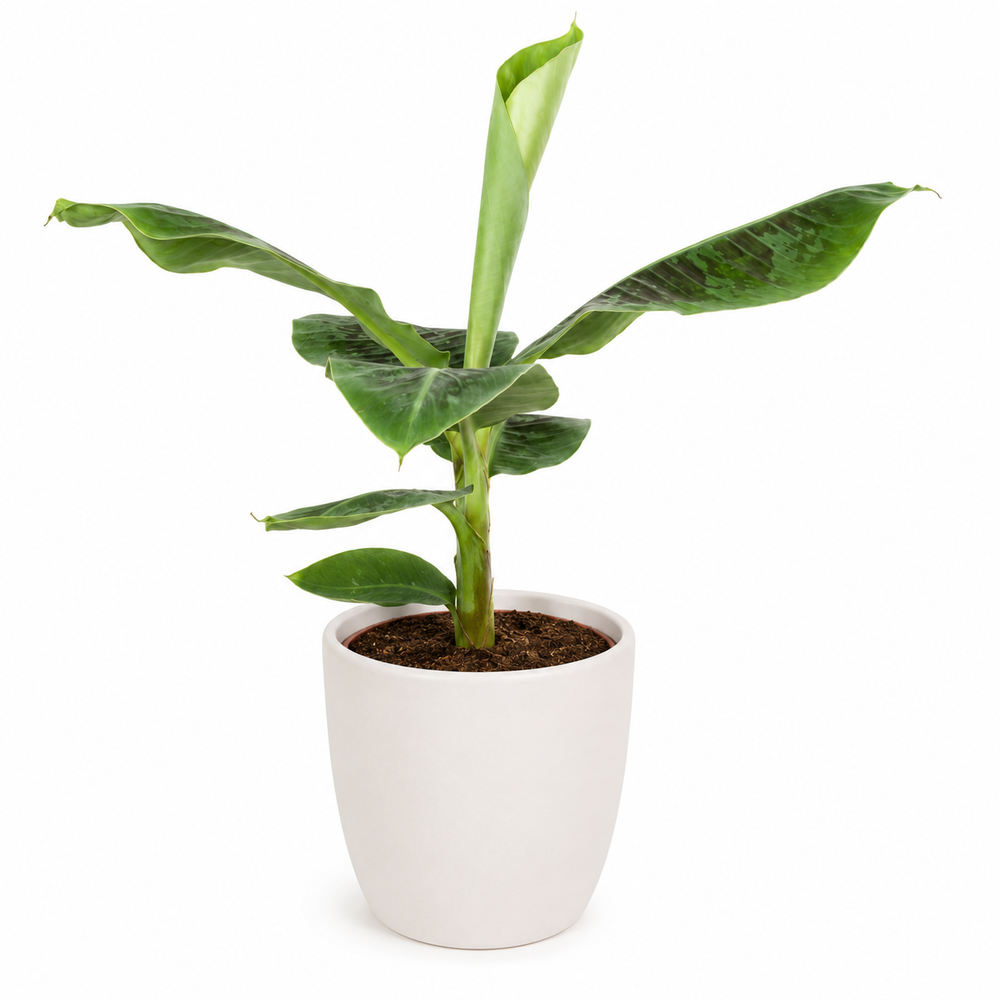 Musa Dwarf Cavendish - Ø17cm - 60cm