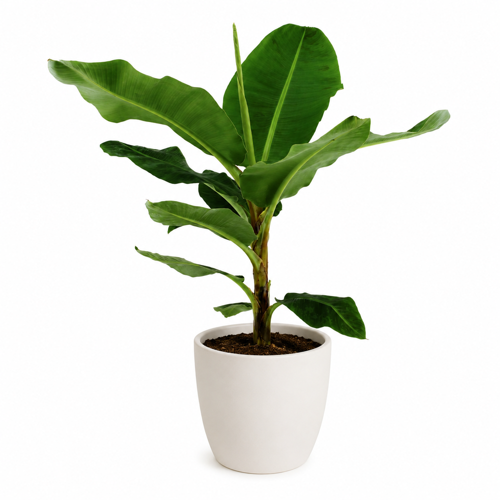 Musa Dwarf Cavendish - Ø27cm - 130cm