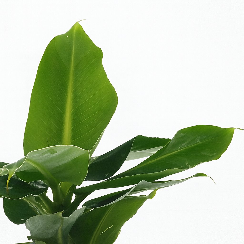 Musa Oriental Dwarf - 25cm