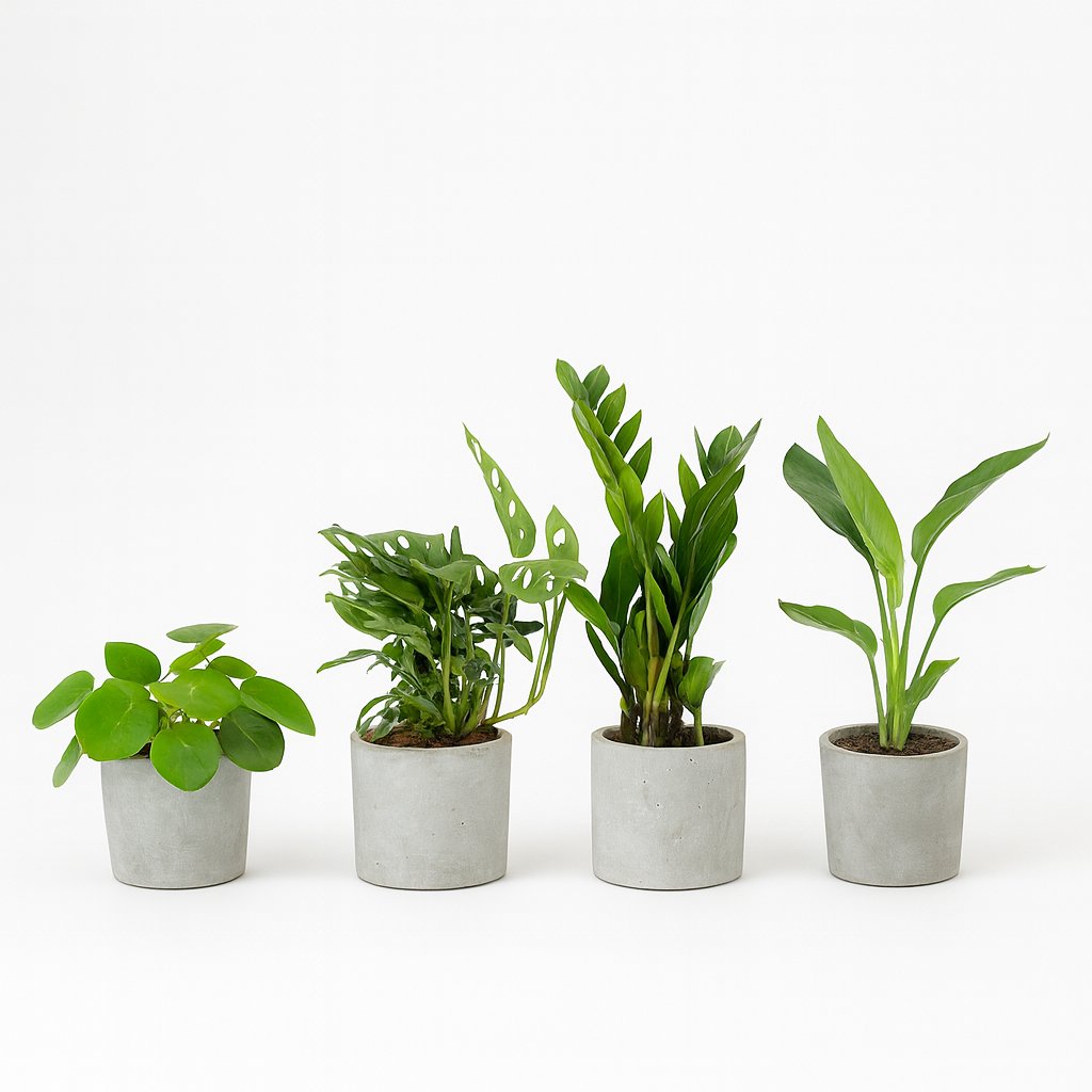 Musthave Pflanzenbox (4 Stück) - 20-40cm in einem modernen Studio mit modernem Topf