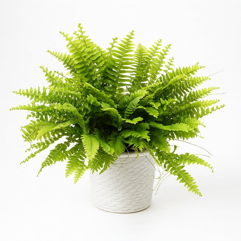 Nephrolepis Boston Green Moment - 20cm Detail