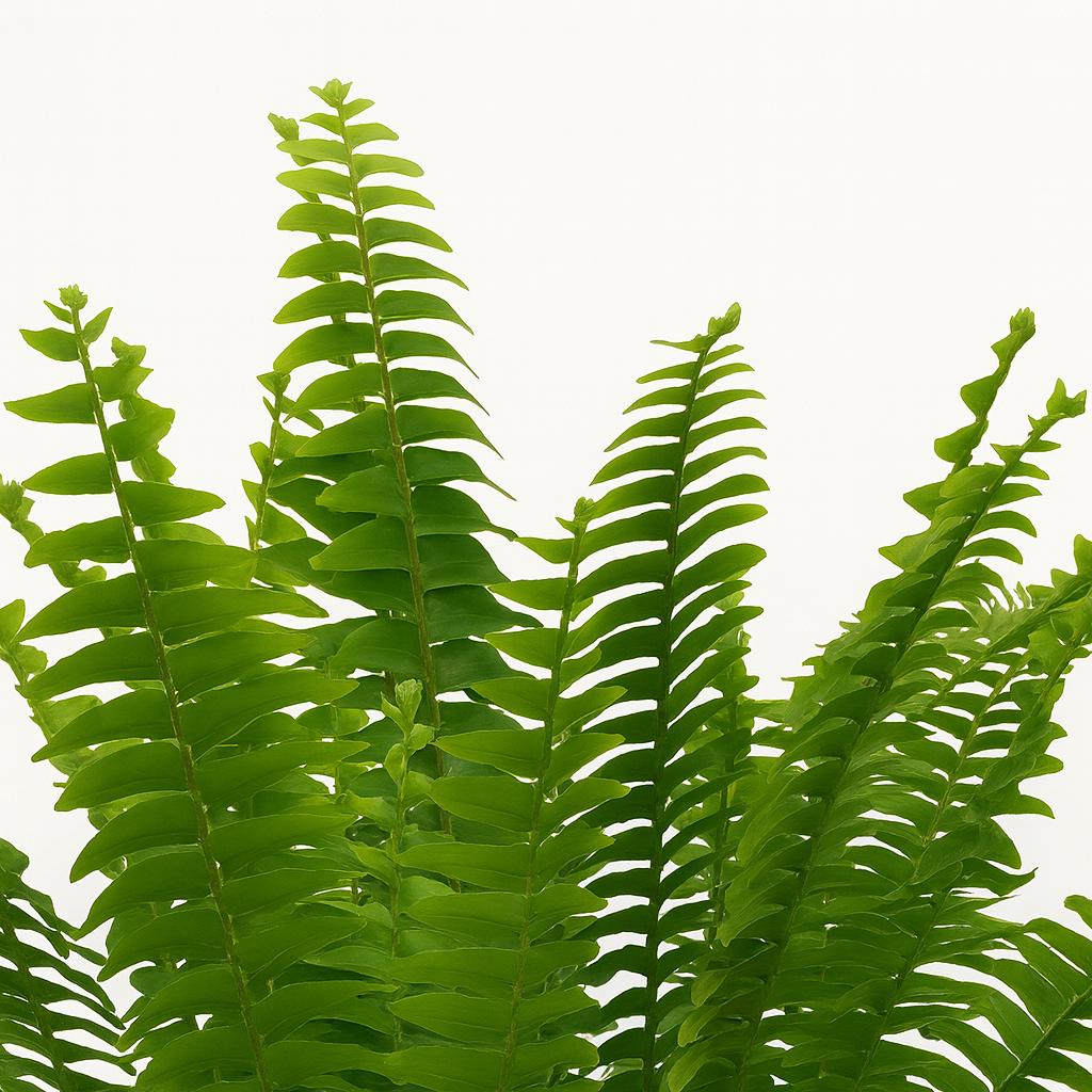Nephrolepis Green Lady - 30cm
