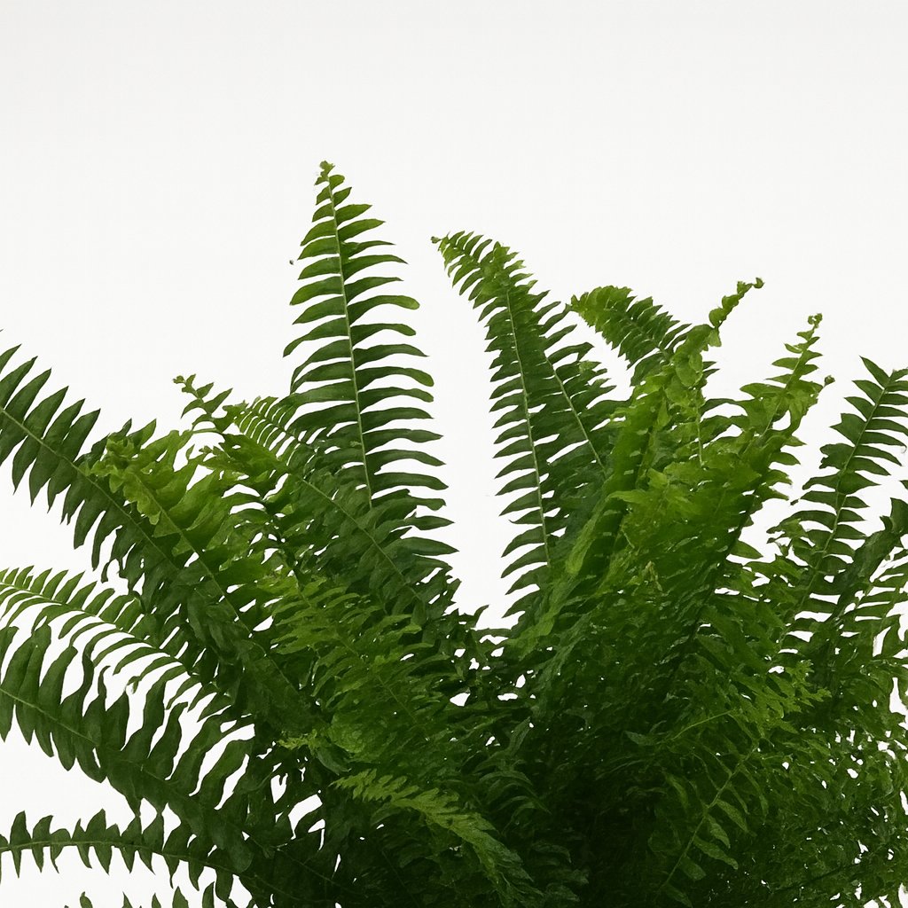 Nephrolepis Green Lady - 40cm