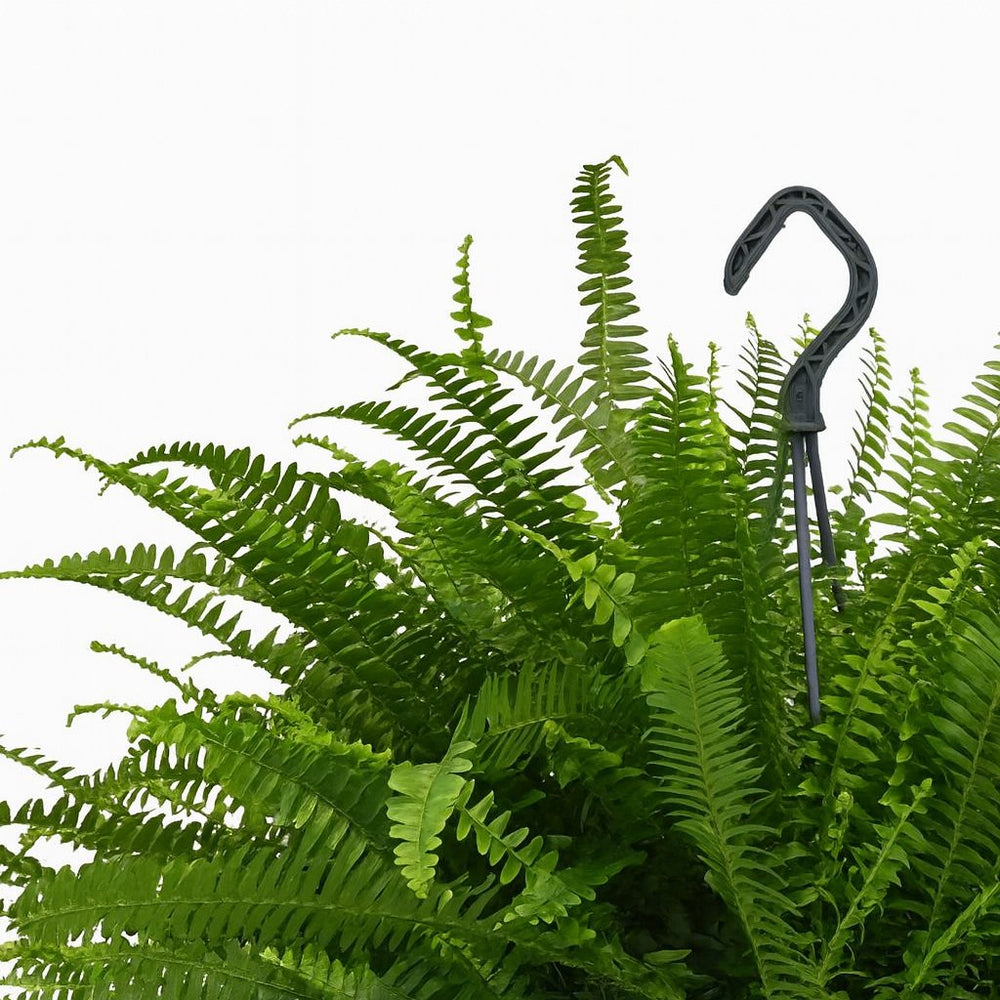 Nephrolepis Green Lady im 20cm Topf Nahaufnahme