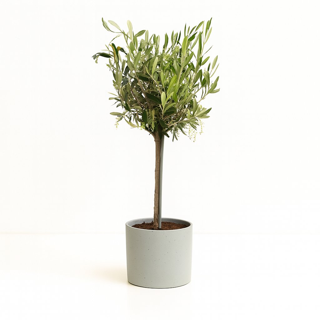 Olea - 60cm in einem modernen Studio mit modernem Topf