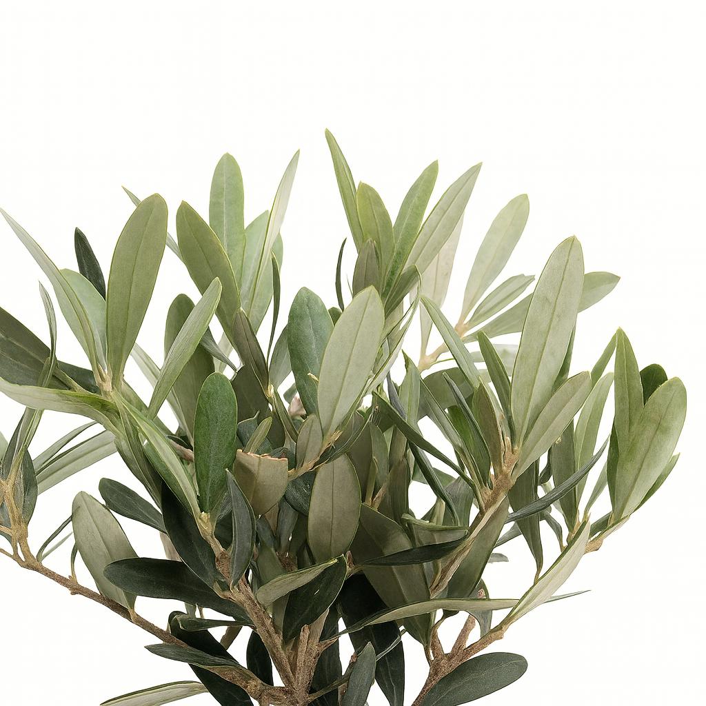 Olea Europaea 25cm im 13cm Topf Nahaufnahme