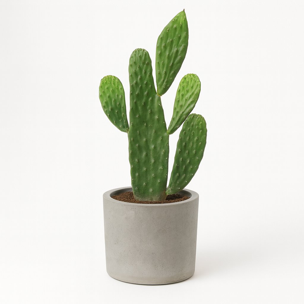 Opuntia Rubescens Consolea - 35cm