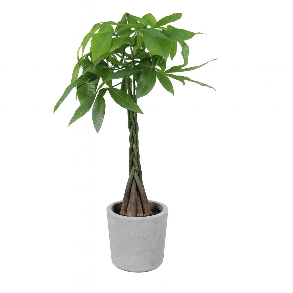 Pachira Aquatica - 120cm in einem modernen Studio mit modernem Topf