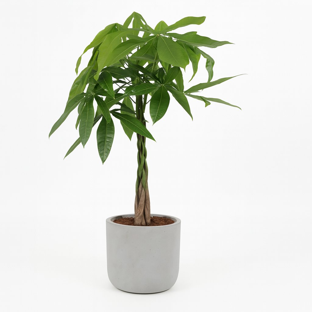 Pachira Aquatica - 90cm in einem modernen Studio mit modernem Topf