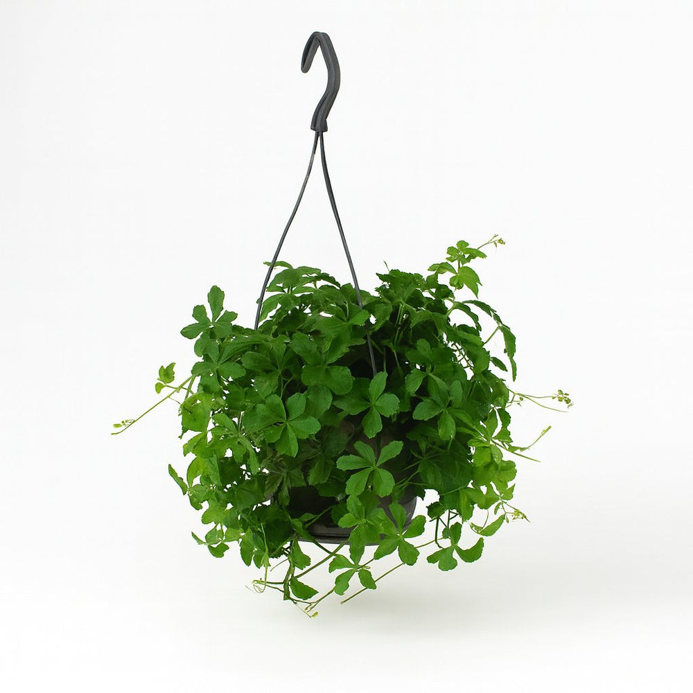 Parthenocissus Striatha hängend 15cm im 15cm Topf
